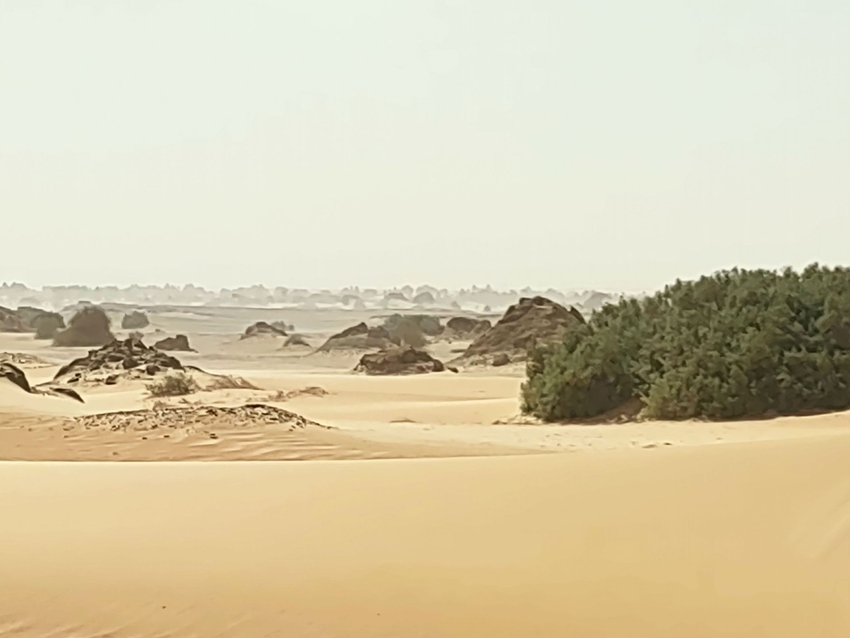 Live and dead (wind-eroded) tarbools; an approaching sandstorm visible on the horizon (photo: M. Ruszkiewicz-Michalska)