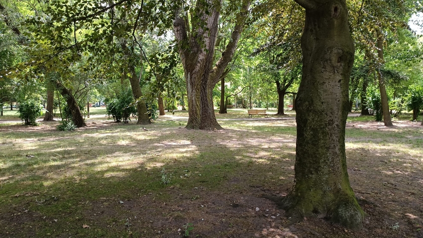 Large trees provide plenty of shade and help to lower the temperature by up to 10 degrees Celsius. (Photo: Dr hab. Joanna Grabowska) 