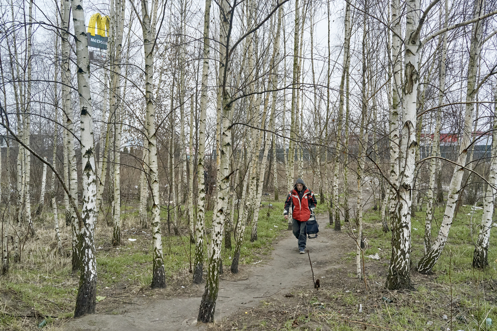 a man walking through a birch grove