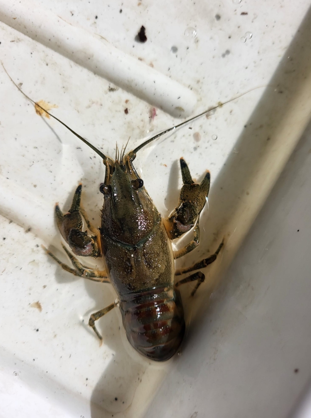 One of the crustaceans – a crayfish – caught during research conducted by the student