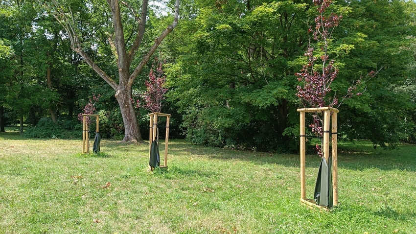 Irrigation system for newly planted trees in J. Dąbrowski Park in Lodz (Photo: Dr hab. Joanna Grabowska) 