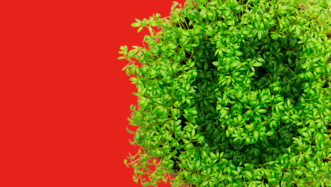 Easter banner showing cress against a red background